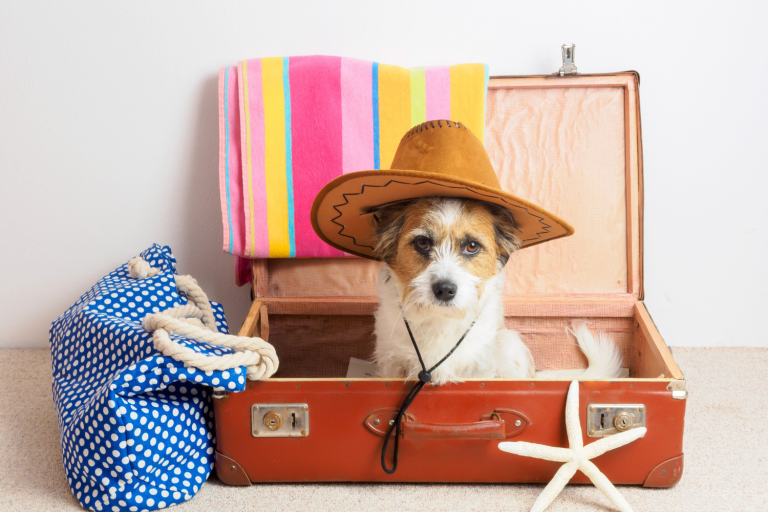 Viajar con tu perro en 2026: guía completa con requisitos, hoteles pet-friendly, transporte y consejos para unas vacaciones sin contratiempos