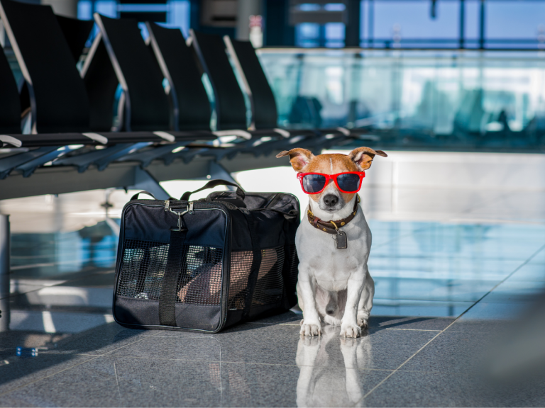"Pregúntale a Sagüeso": El nuevo chatbot para viajar con mascotas desde Chile