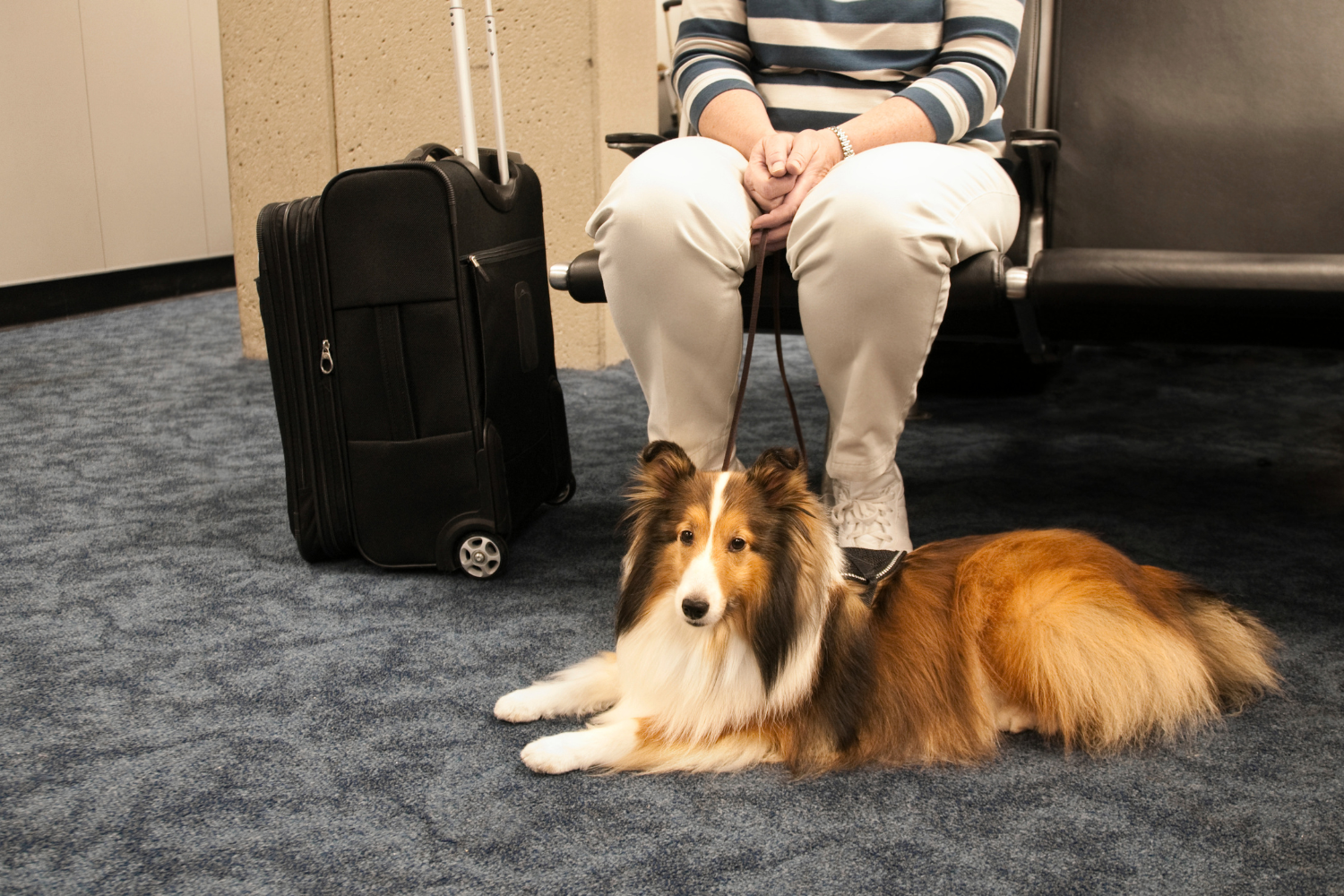 Viajar con tu perro en 2026: guía completa con requisitos, hoteles pet-friendly, transporte y consejos para unas vacaciones sin contratiempos