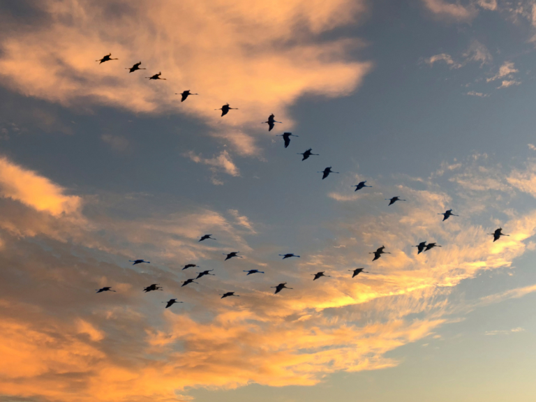 Aeropuerto de Santiago suspende vuelos por presencia de aves migratorias