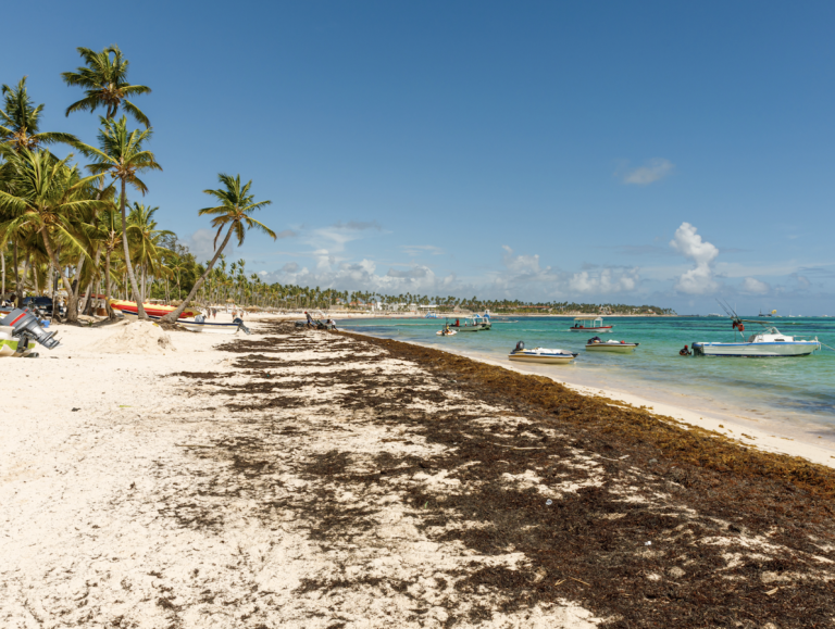 Sargazo en el Caribe mexicano: Quintana Roo comenzó a instalar 8 mil 600 metros de barrera para limitar llegada de la incómoda alga