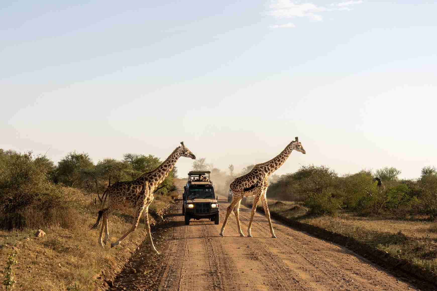 Los safaris en África conquistan a los viajeros chilenos y se consolidan como la gran tendencia de 2026